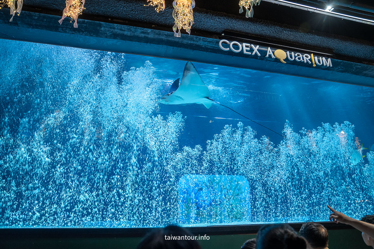 【COEX 水族館】首爾水族館門票.交通.美人魚秀.韓劇拍攝地一次看！