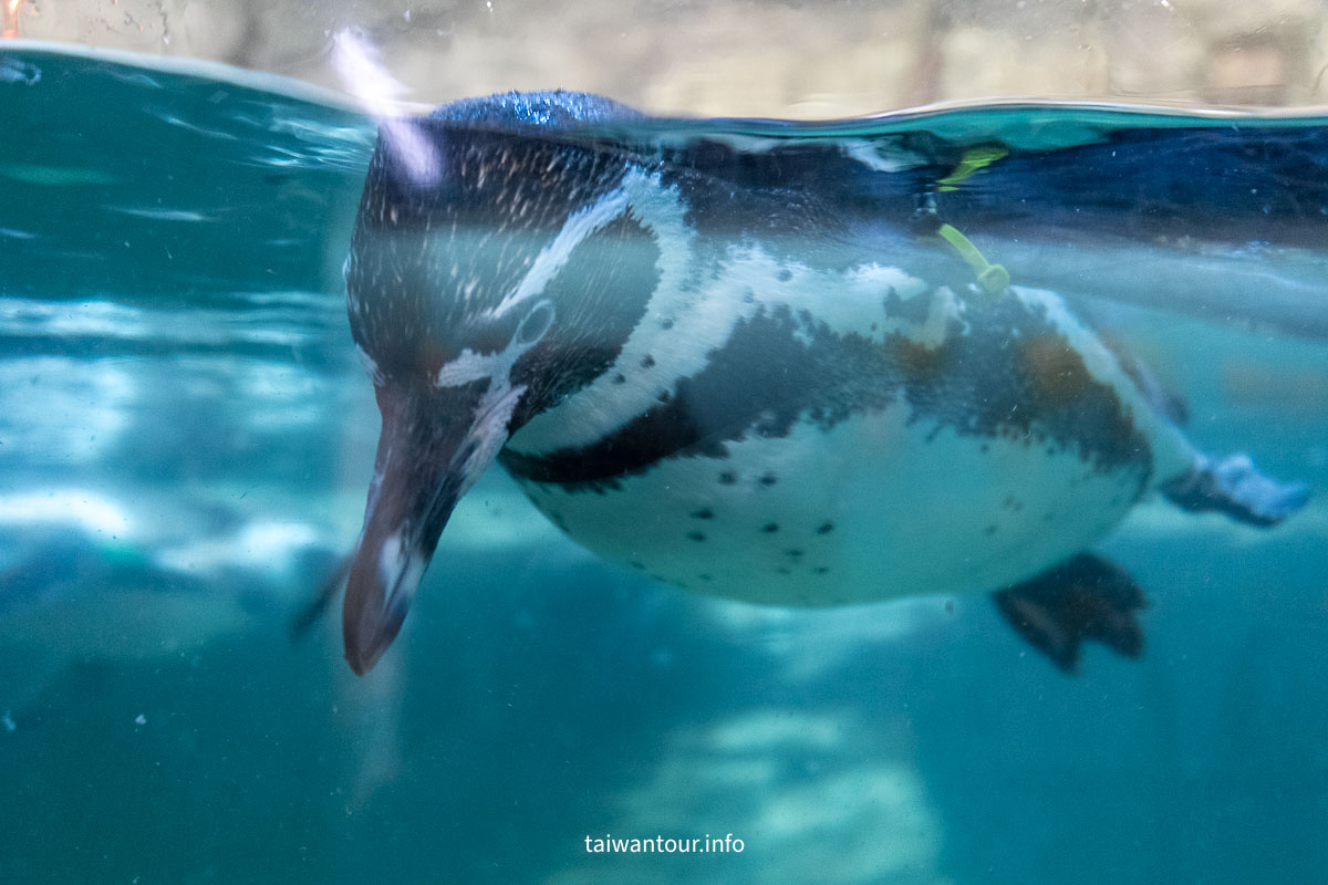 【COEX 水族館】首爾水族館門票.交通.美人魚秀.韓劇拍攝地一次看！