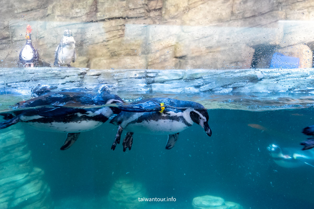 【COEX 水族館】首爾水族館門票.交通.美人魚秀.韓劇拍攝地一次看！