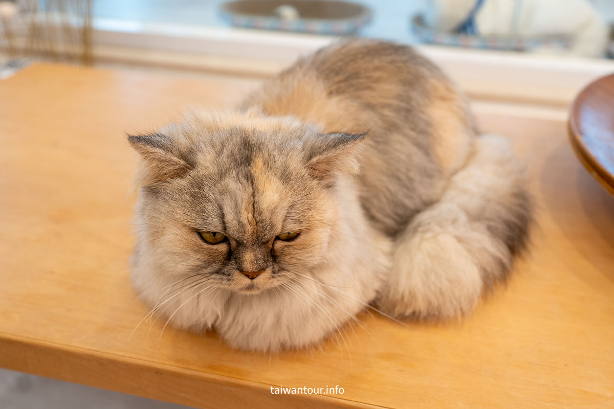 【綠舞國際觀光飯店】免飛日本!日式庭園、豪華海景房、萌寵互動X親子體驗懶人包 【綠舞國際觀光飯店】免飛日本!日式庭園、豪華海景房、萌寵互動X親子體驗懶人包