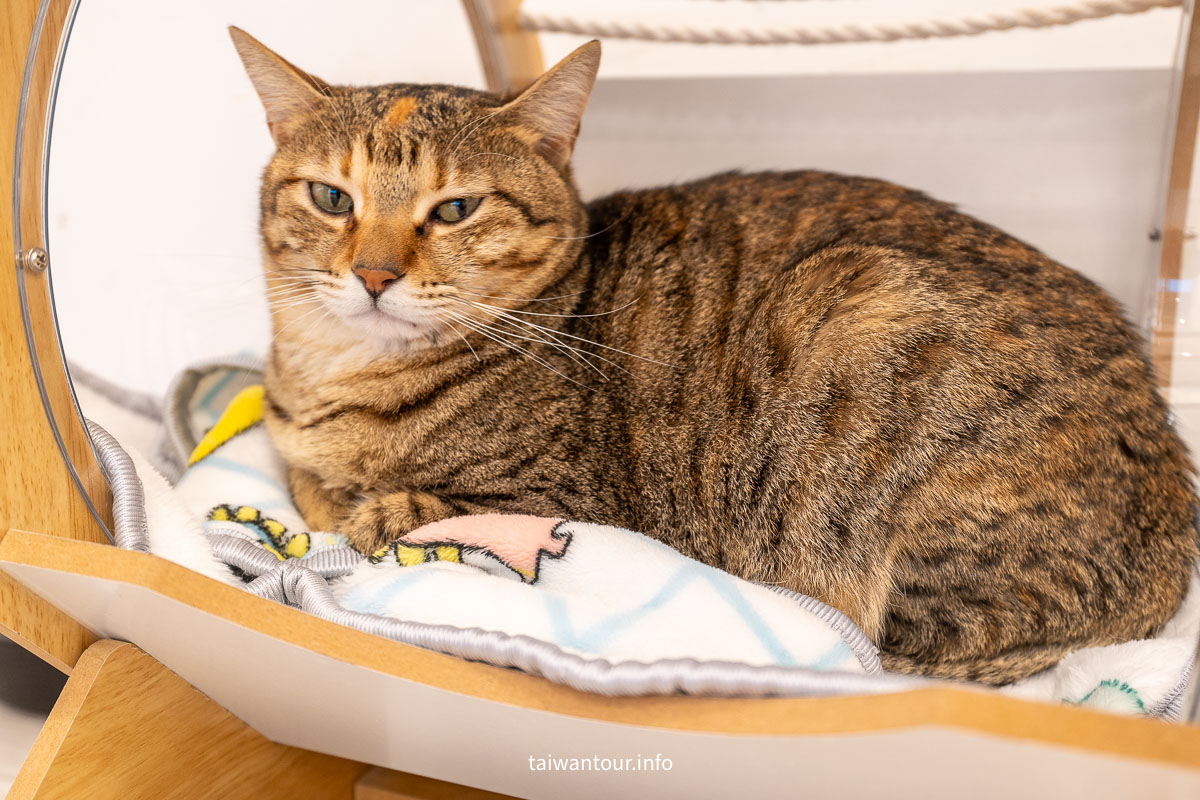 【綠舞國際觀光飯店】免飛日本!日式庭園、豪華海景房、萌寵互動X親子體驗懶人包 【綠舞國際觀光飯店】免飛日本!日式庭園、豪華海景房、萌寵互動X親子體驗懶人包