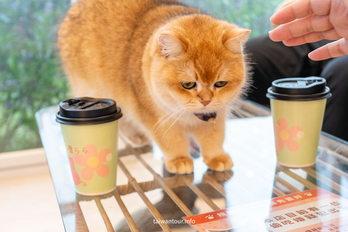 【綠舞國際觀光飯店】免飛日本!日式庭園、豪華海景房、萌寵互動X親子體驗懶人包 【綠舞國際觀光飯店】免飛日本!日式庭園、豪華海景房、萌寵互動X親子體驗懶人包