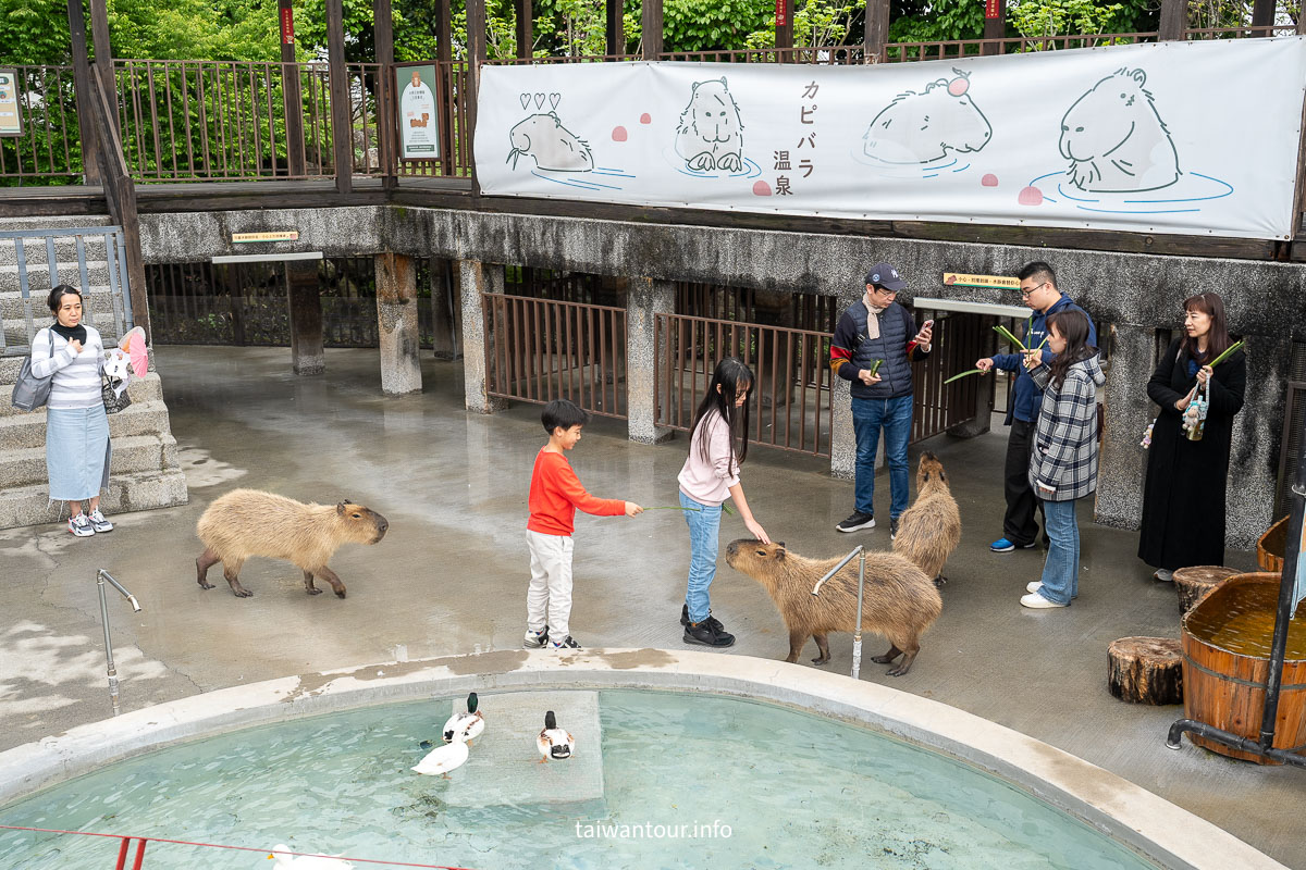 【綠舞國際觀光飯店】免飛日本！日式庭園、豪華海景房、萌寵互動X親子體驗懶人包