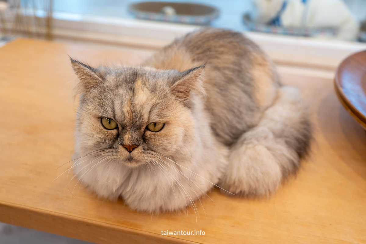 【綠舞國際觀光飯店】免飛日本！日式庭園、豪華海景房、萌寵互動X親子體驗懶人包