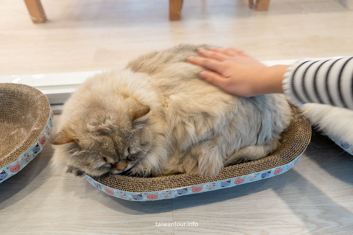 【綠舞國際觀光飯店】免飛日本！日式庭園、豪華海景房、萌寵互動X親子體驗懶人包