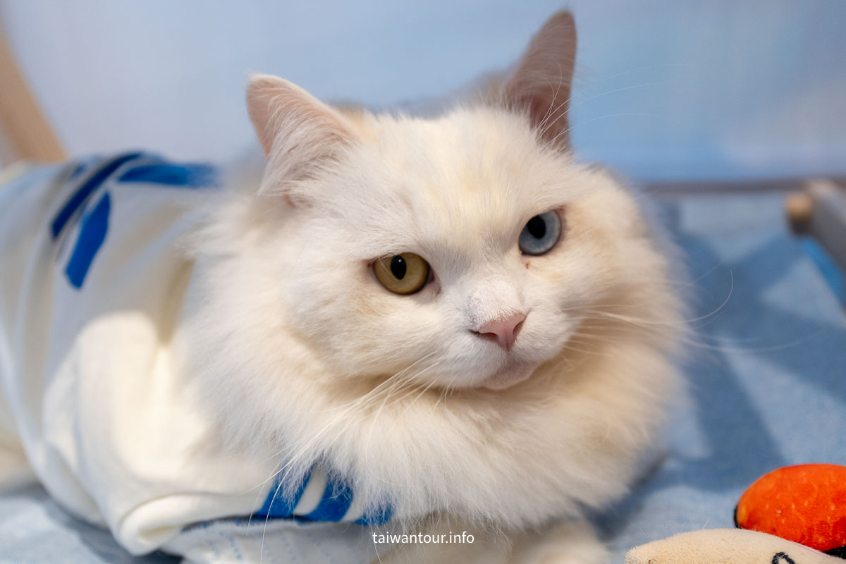 【綠舞國際觀光飯店】免飛日本！日式庭園、豪華海景房、萌寵互動X親子體驗懶人包