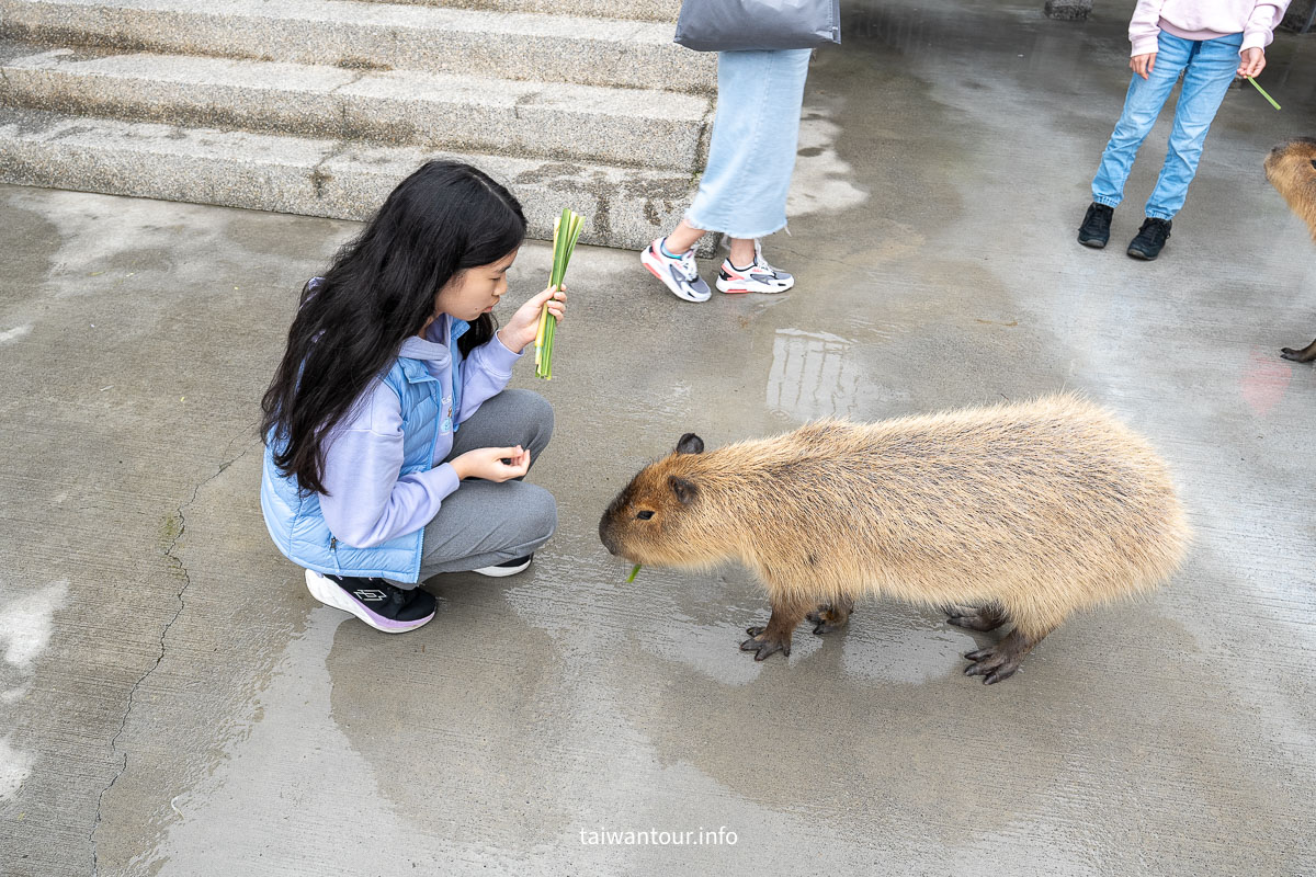 【綠舞國際觀光飯店】免飛日本！日式庭園、豪華海景房、萌寵互動X親子體驗懶人包