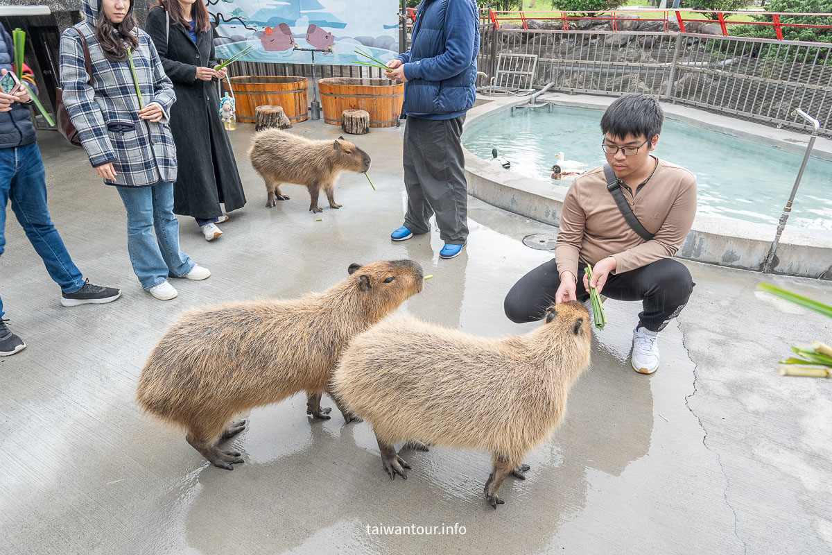 【綠舞國際觀光飯店】免飛日本！日式庭園、豪華海景房、萌寵互動X親子體驗懶人包