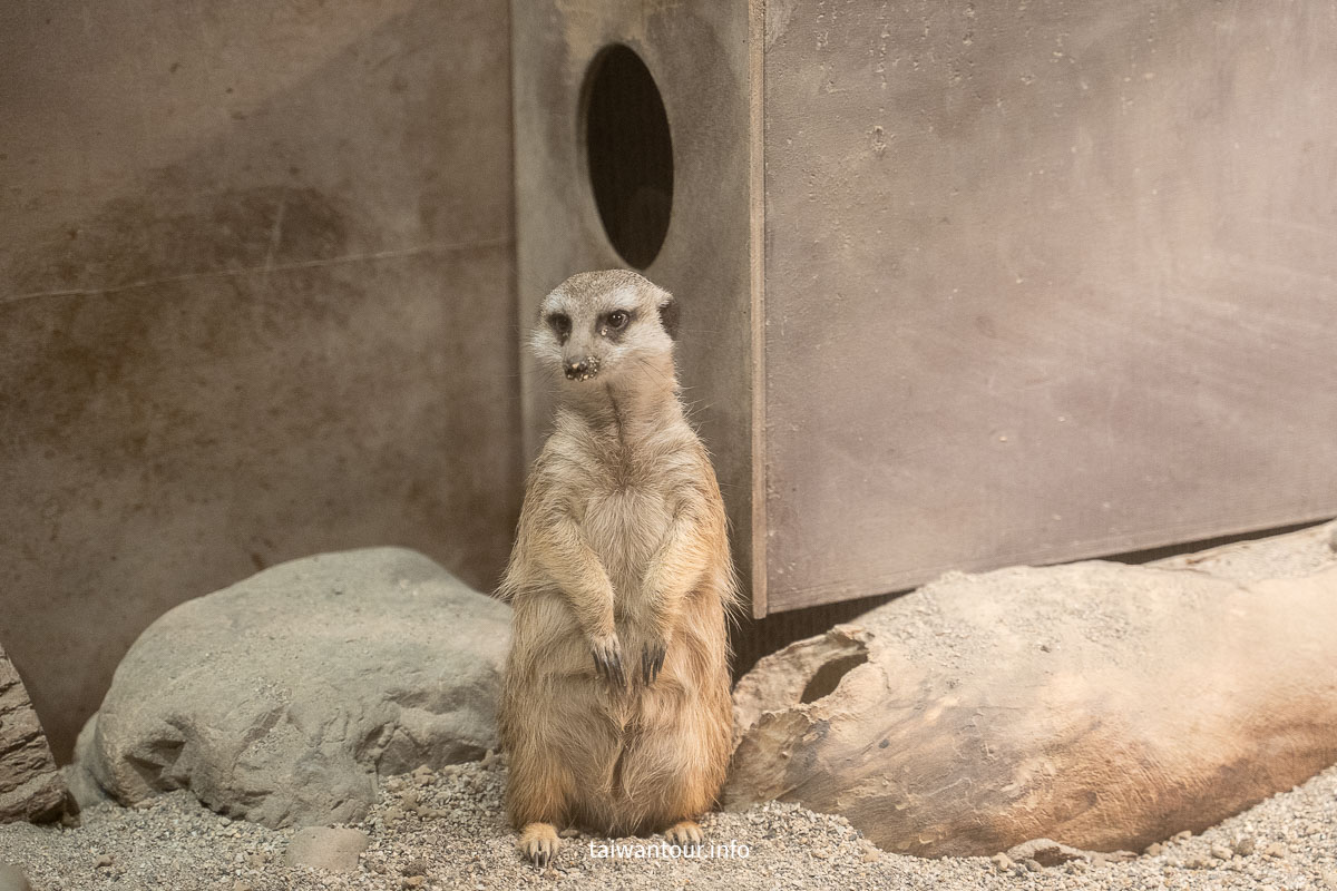 【綠舞國際觀光飯店】免飛日本！日式庭園、豪華海景房、萌寵互動X親子體驗懶人包