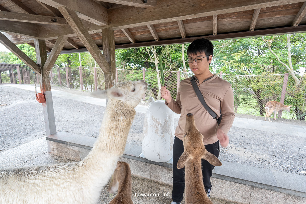 【綠舞國際觀光飯店】免飛日本！日式庭園、豪華海景房、萌寵互動X親子體驗懶人包