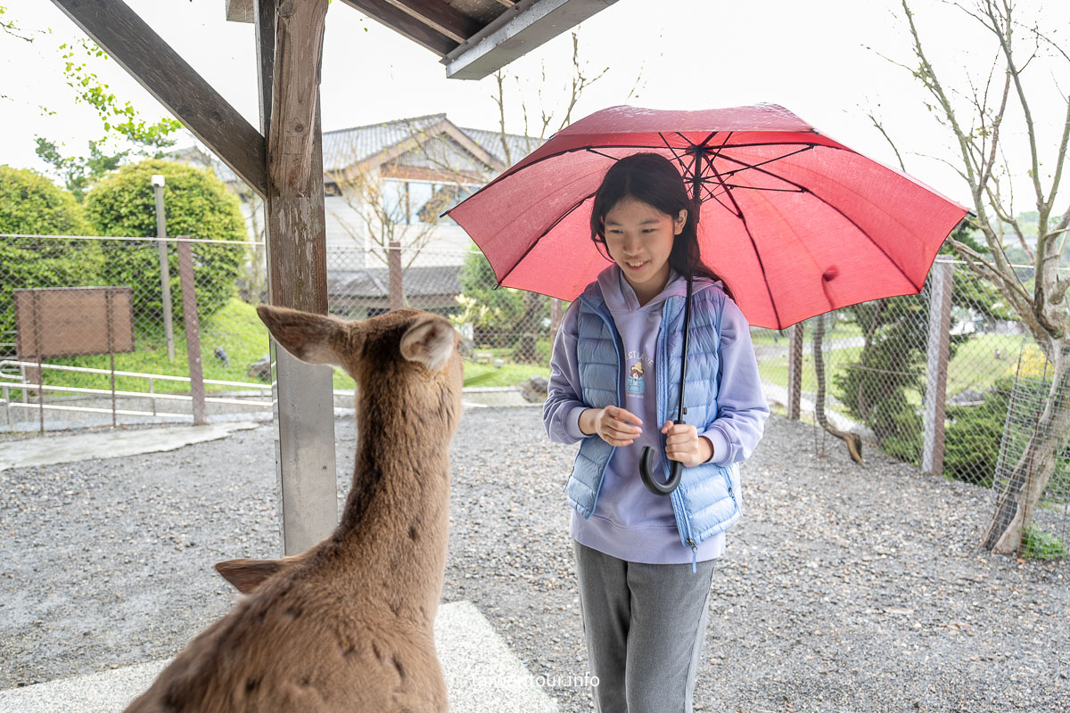 【綠舞國際觀光飯店】免飛日本！日式庭園、豪華海景房、萌寵互動X親子體驗懶人包