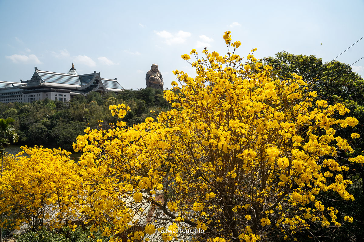 【峨眉湖環湖步道】新竹黃花風鈴木爆炸開！細茅埔吊橋、彌勒大佛、遊湖秘境一日遊