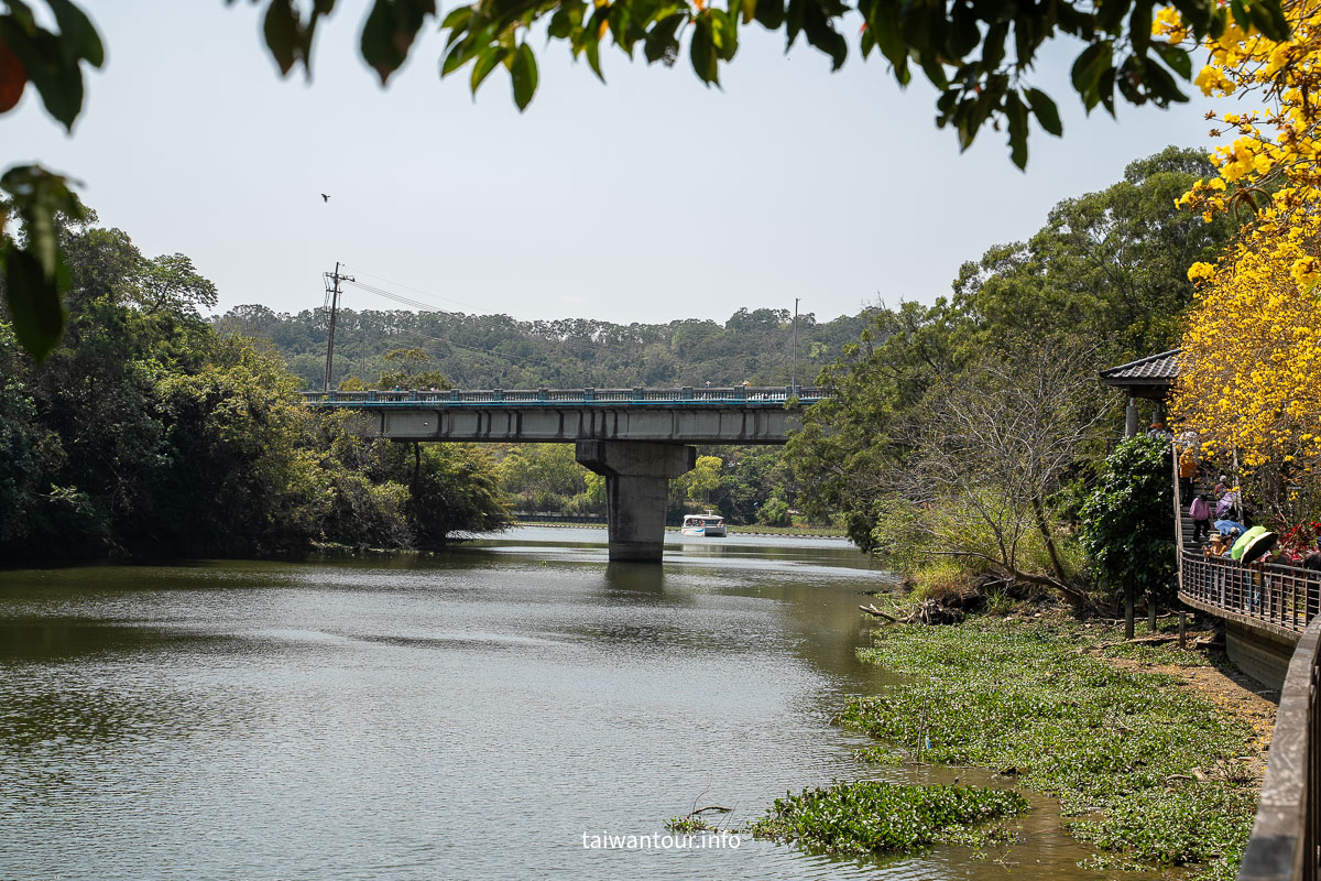 【峨眉湖環湖步道】新竹黃花風鈴木爆炸開！細茅埔吊橋、彌勒大佛、遊湖秘境一日遊