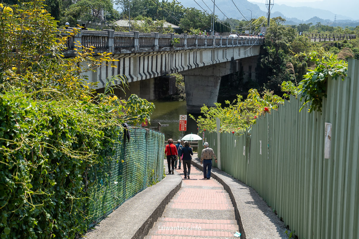 【峨眉湖環湖步道】新竹黃花風鈴木爆炸開！細茅埔吊橋、彌勒大佛、遊湖秘境一日遊