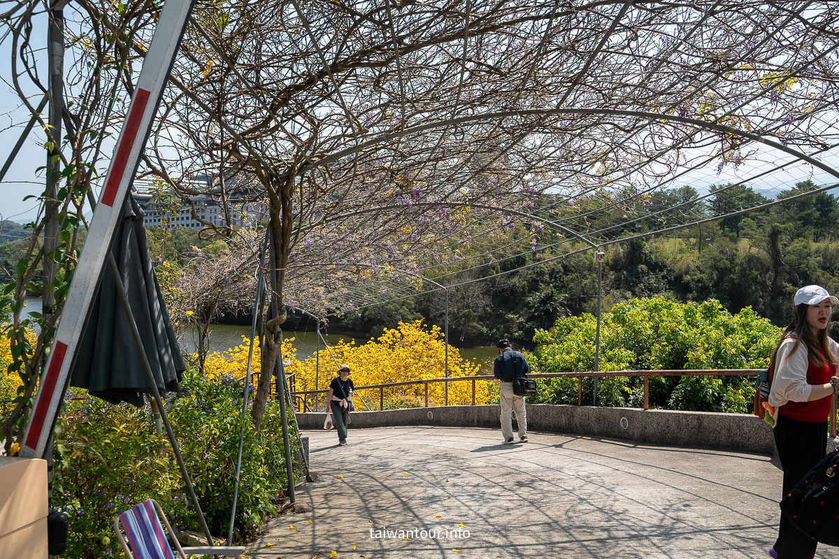 【峨眉湖環湖步道】新竹黃花風鈴木爆炸開！細茅埔吊橋、彌勒大佛、遊湖秘境一日遊