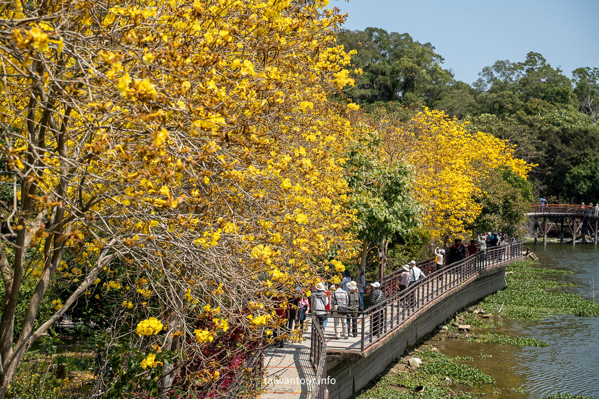 【峨眉湖環湖步道】新竹黃花風鈴木爆炸開！細茅埔吊橋、彌勒大佛、遊湖秘境一日遊