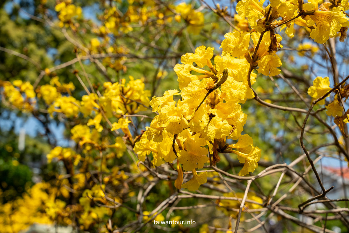 【峨眉湖環湖步道】新竹黃花風鈴木爆炸開！細茅埔吊橋、彌勒大佛、遊湖秘境一日遊