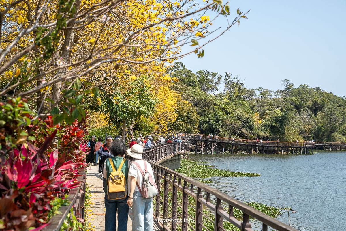 【峨眉湖環湖步道】新竹黃花風鈴木爆炸開！細茅埔吊橋、彌勒大佛、遊湖秘境一日遊
