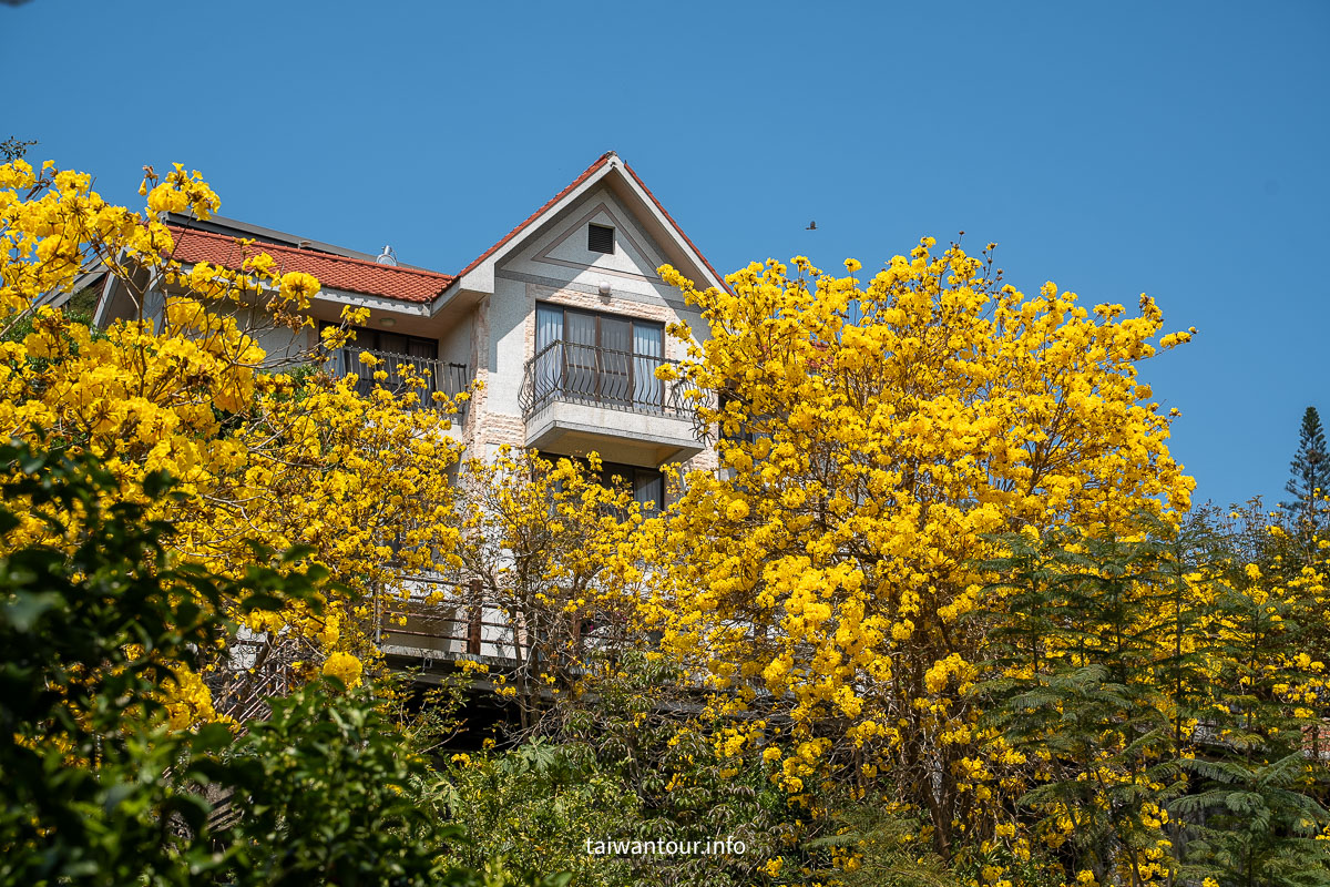 【峨眉湖環湖步道】新竹黃花風鈴木爆炸開！細茅埔吊橋、彌勒大佛、遊湖秘境一日遊