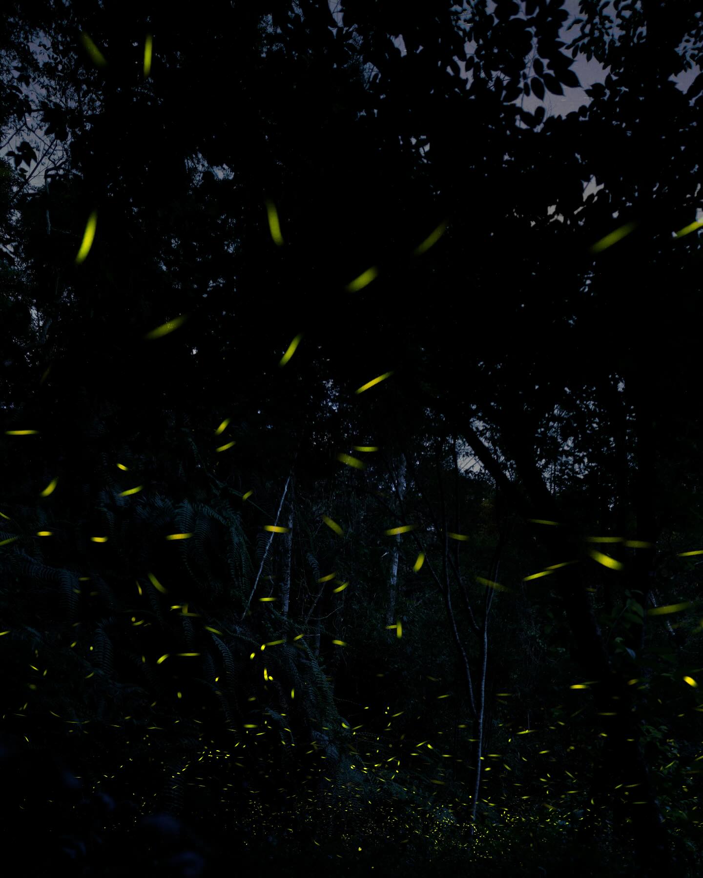 【日月潭竹石園生態渡假會館酒店】南投住宿推薦親子環湖.螢火蟲