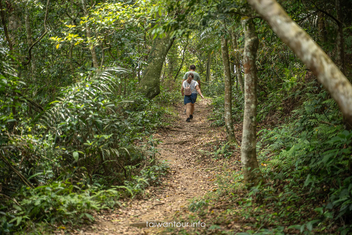 【百吉林蔭步道】桃園健行螢火蟲與懷舊古道