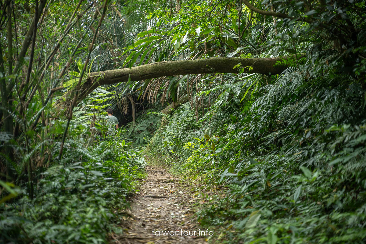 【百吉林蔭步道】桃園健行螢火蟲與懷舊古道