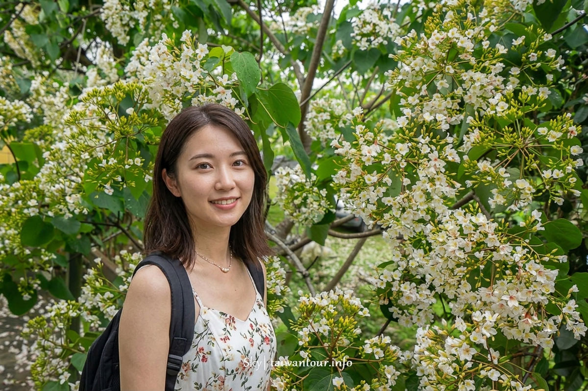 【十一指古道】桃園大溪油桐花秘境地址.百年茄苳樹
