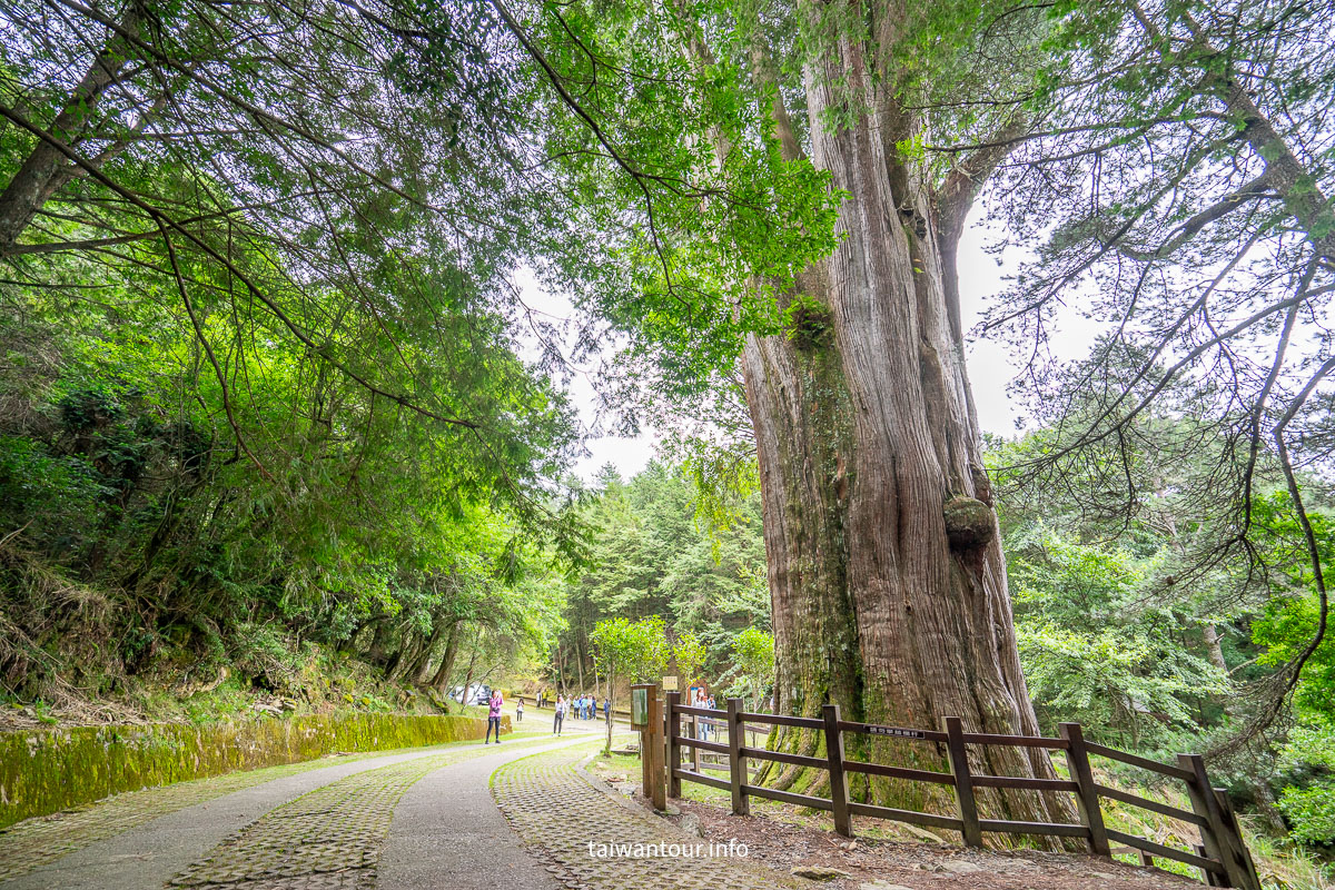 【大雪山國家森林遊樂區】台中景點神木.雲海.觀星.賞鳥全包！
