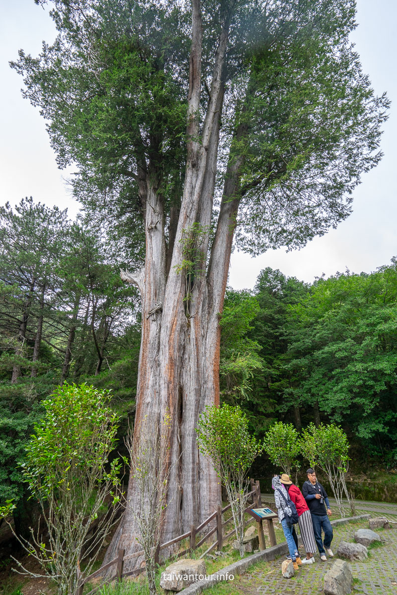 【大雪山國家森林遊樂區】台中景點神木.雲海.觀星.賞鳥全包！