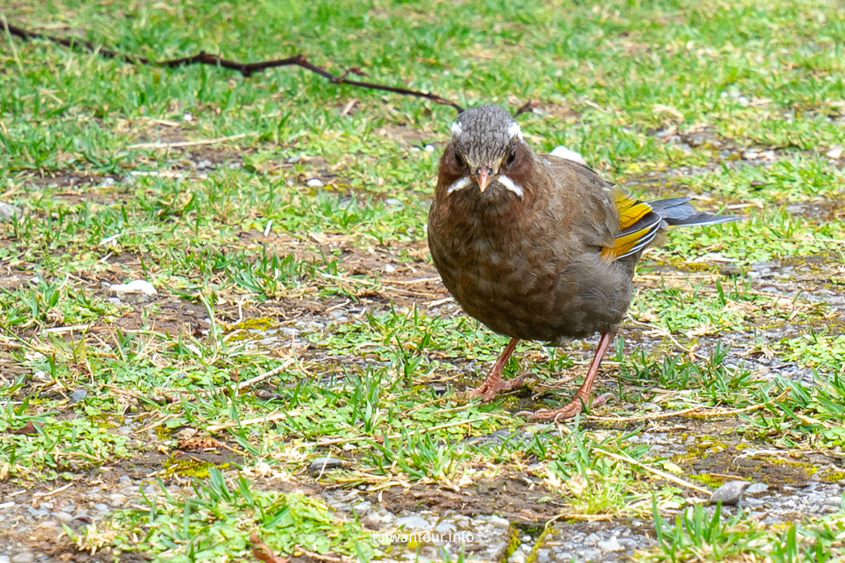 【大雪山國家森林遊樂區】台中景點神木.雲海.觀星.賞鳥全包！