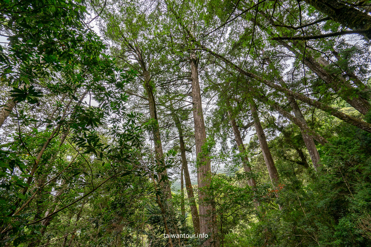【大雪山森林浴步道】木馬道.巨木芬多精交通推薦