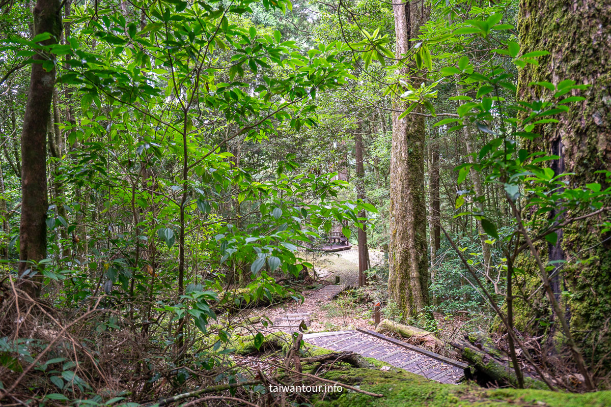【大雪山森林浴步道】木馬道.巨木芬多精交通推薦