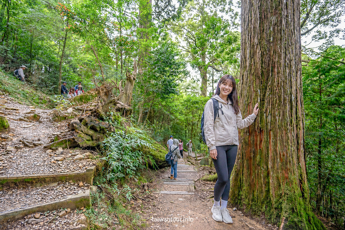 【大雪山森林浴步道】木馬道.巨木芬多精交通推薦