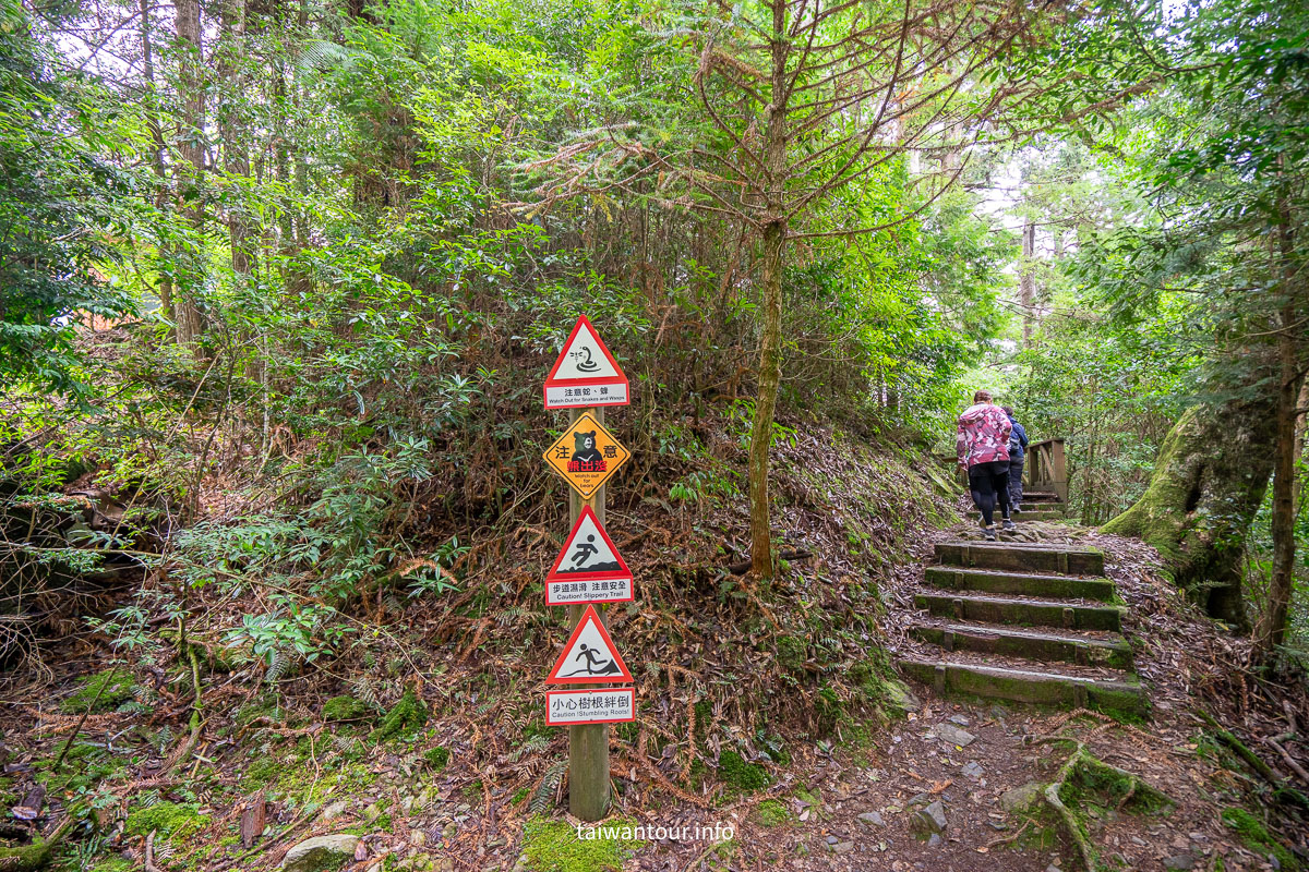 【大雪山森林浴步道】木馬道.巨木芬多精交通推薦