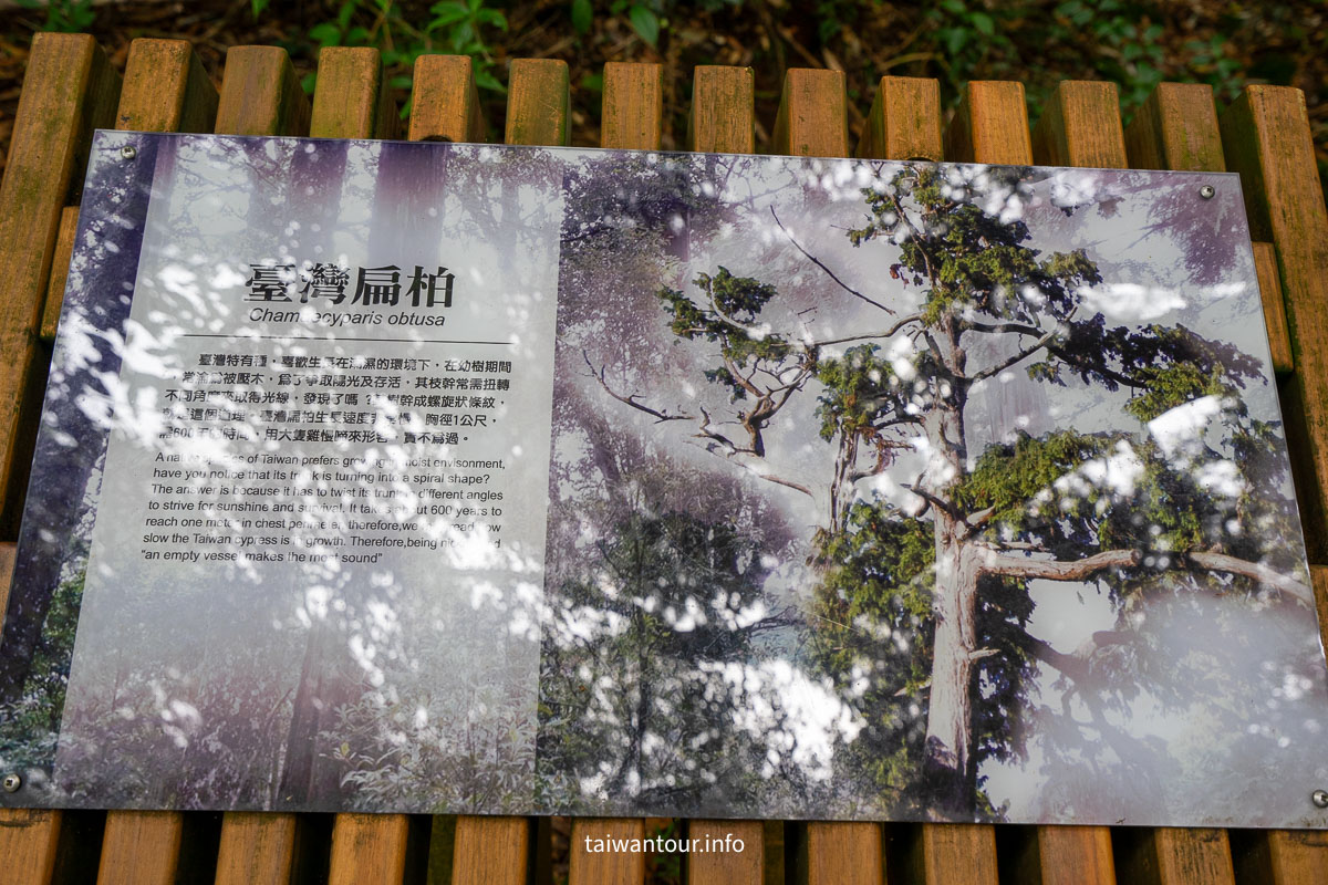 【大雪山森林浴步道】木馬道.巨木芬多精交通推薦