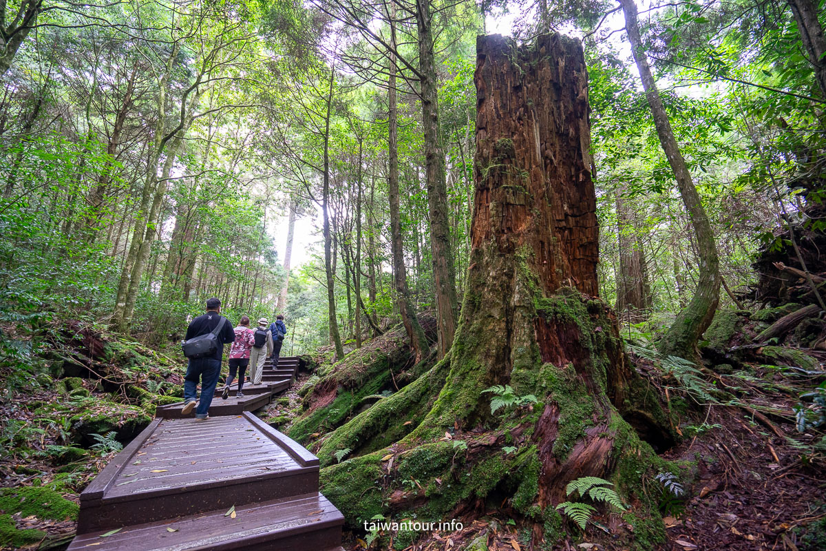 【大雪山森林浴步道】木馬道.巨木芬多精交通推薦