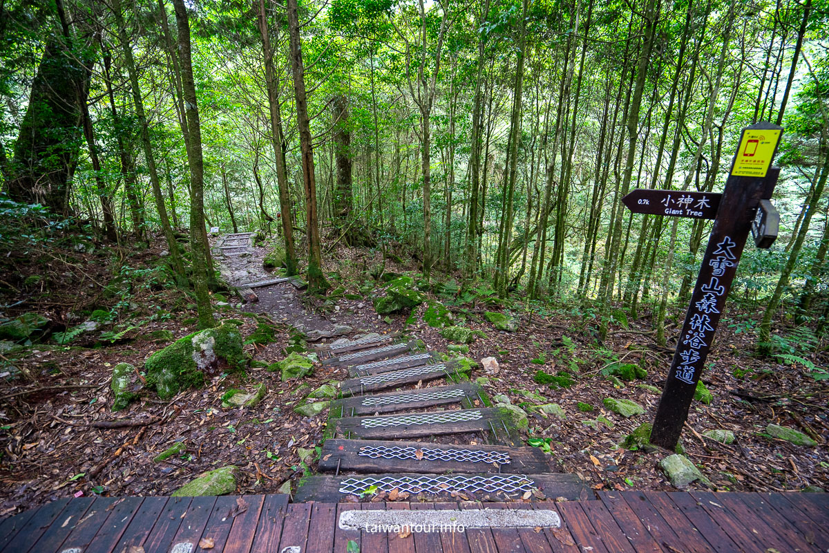 【大雪山森林浴步道】木馬道.巨木芬多精交通推薦