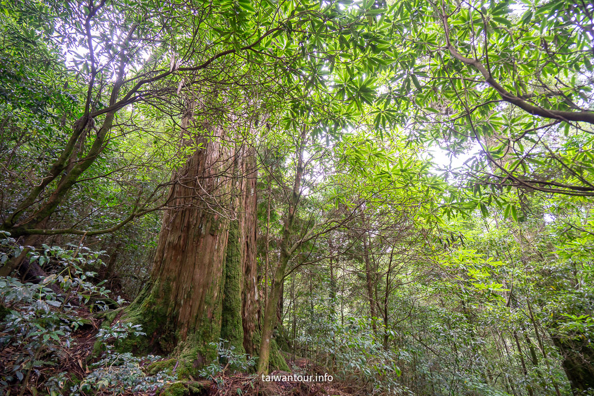 【大雪山森林浴步道】木馬道.巨木芬多精交通推薦