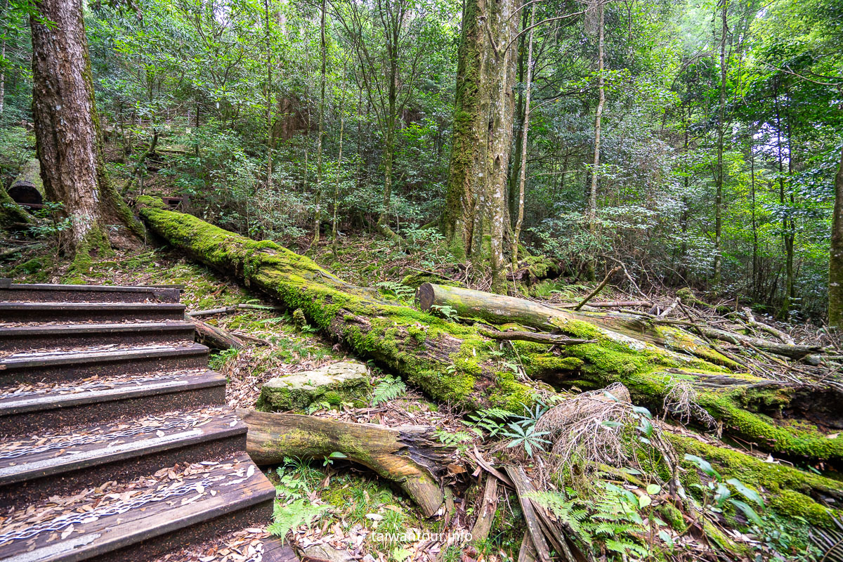 【大雪山森林浴步道】木馬道.巨木芬多精交通推薦
