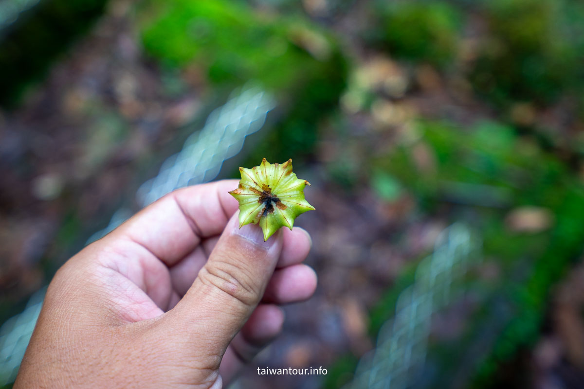 【大雪山森林浴步道】木馬道.巨木芬多精交通推薦