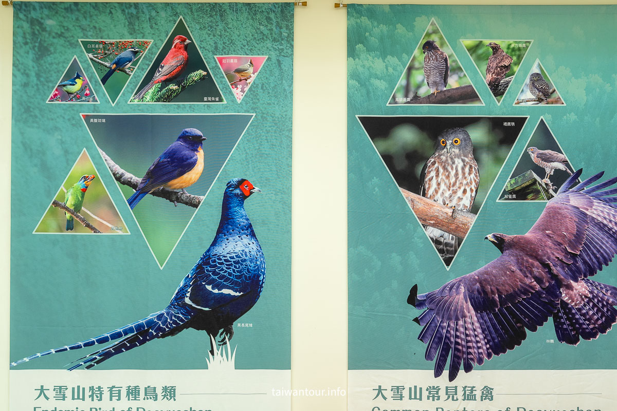 【大雪山國家森林遊樂區】台中景點神木.雲海.觀星.賞鳥全包！台灣好行889大雪山線