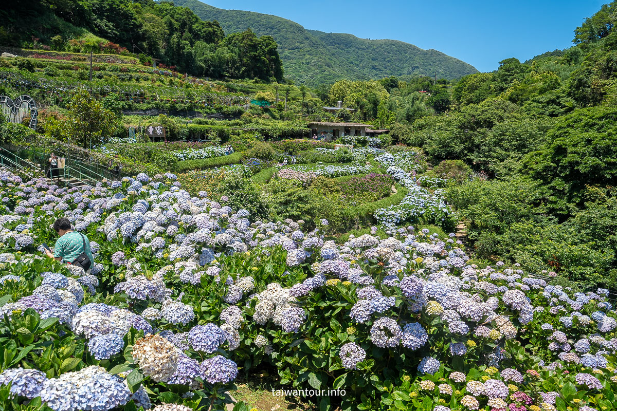 【大梯田花卉生態農場】竹子湖繡球花海.約會景點推薦 【大梯田花卉生態農場】竹子湖繡球花海.約會景點推薦