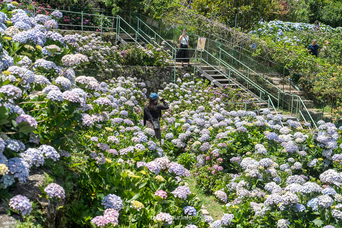 【大梯田花卉生態農場】竹子湖繡球花海.約會景點推薦