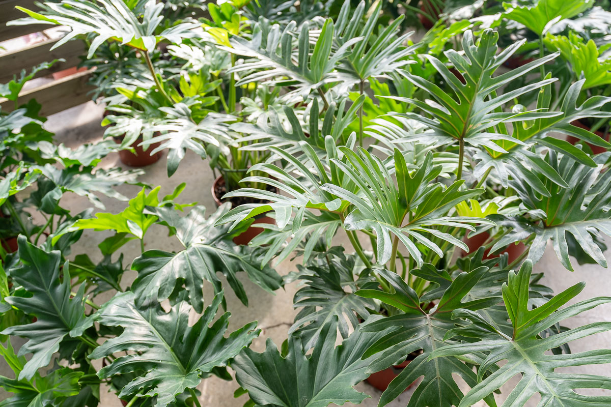 【台北聯合花市】北台灣綠植天堂!盆栽.園藝資材.陽台果樹一站購足,開車免費停! 【台北聯合花市】北台灣綠植天堂!盆栽.園藝資材.陽台果樹一站購足,開車免費停!