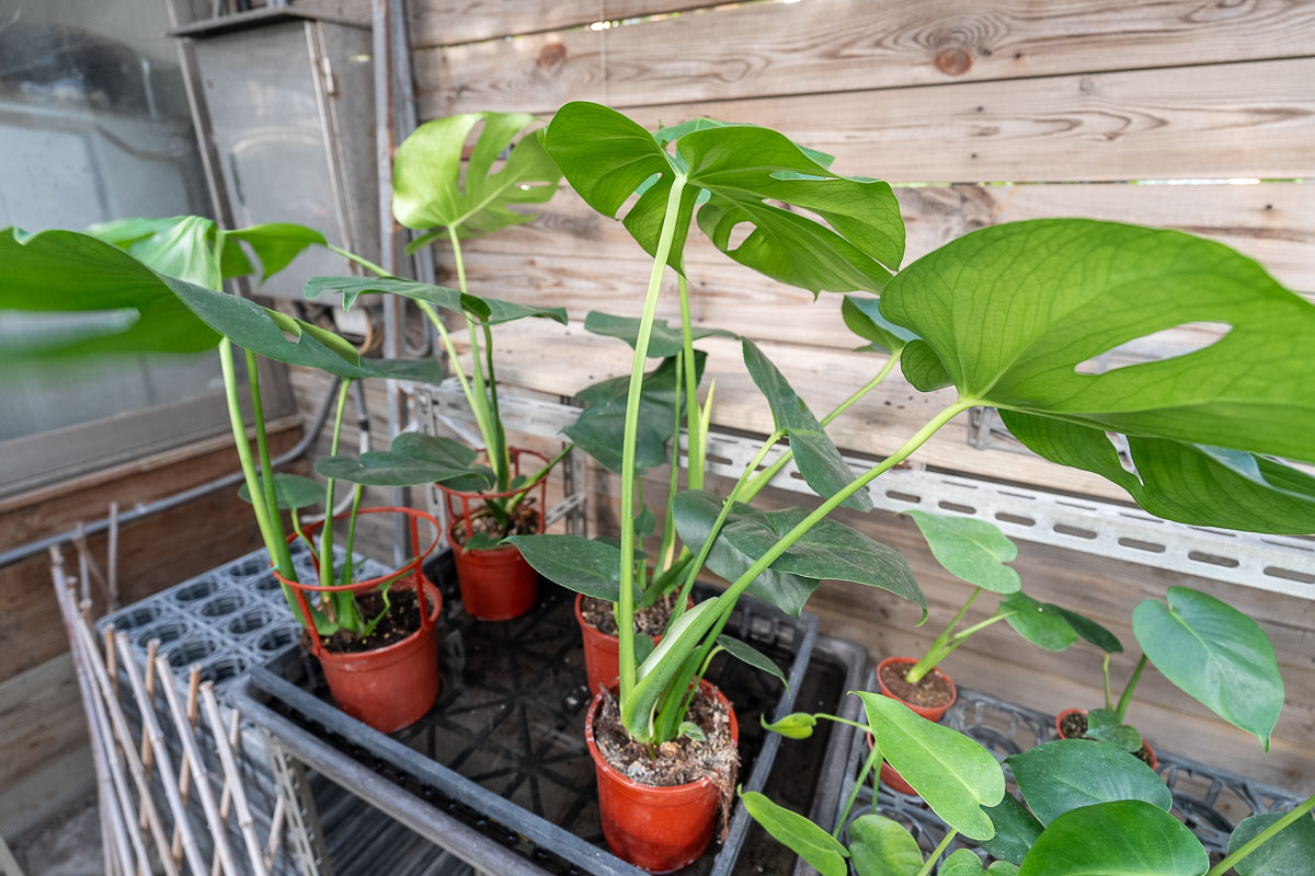 【台北聯合花市】北台灣綠植天堂!盆栽.園藝資材.陽台果樹一站購足,開車免費停! 【台北聯合花市】北台灣綠植天堂!盆栽.園藝資材.陽台果樹一站購足,開車免費停!