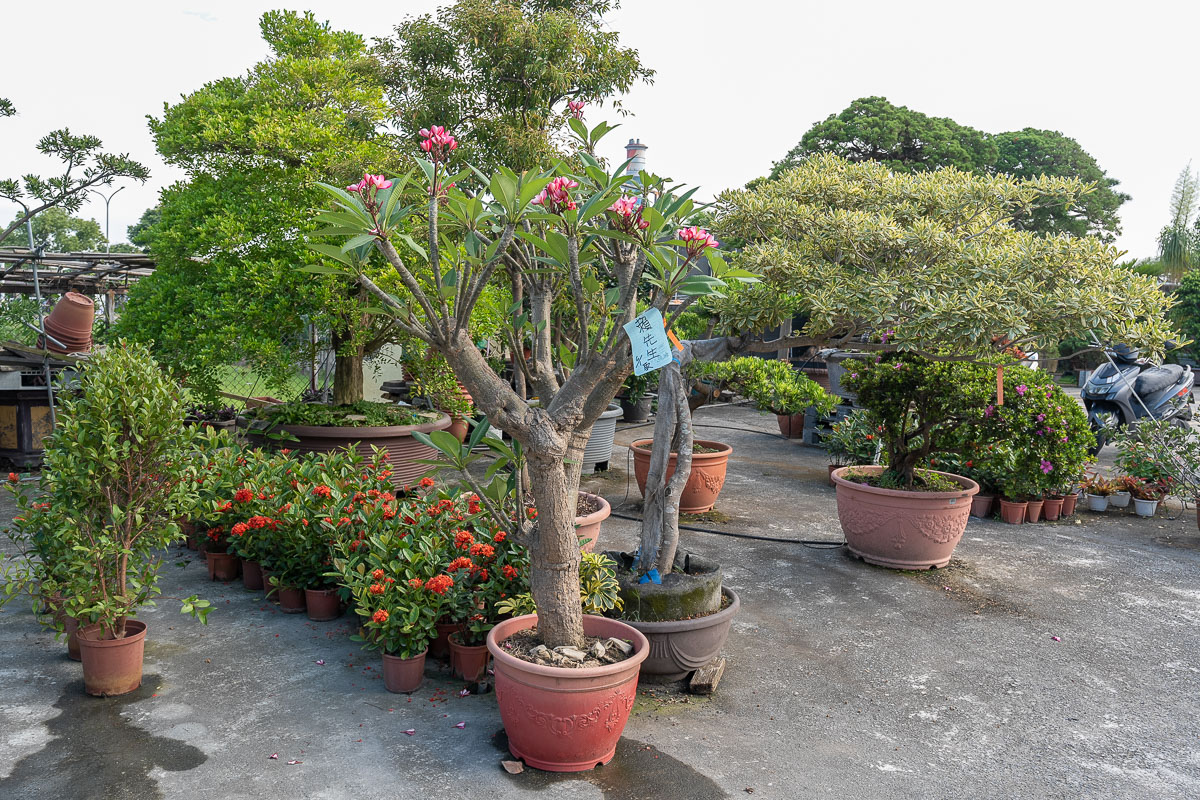 【台北聯合花市】北台灣綠植天堂!盆栽.園藝資材.陽台果樹一站購足,開車免費停! 【台北聯合花市】北台灣綠植天堂!盆栽.園藝資材.陽台果樹一站購足,開車免費停!