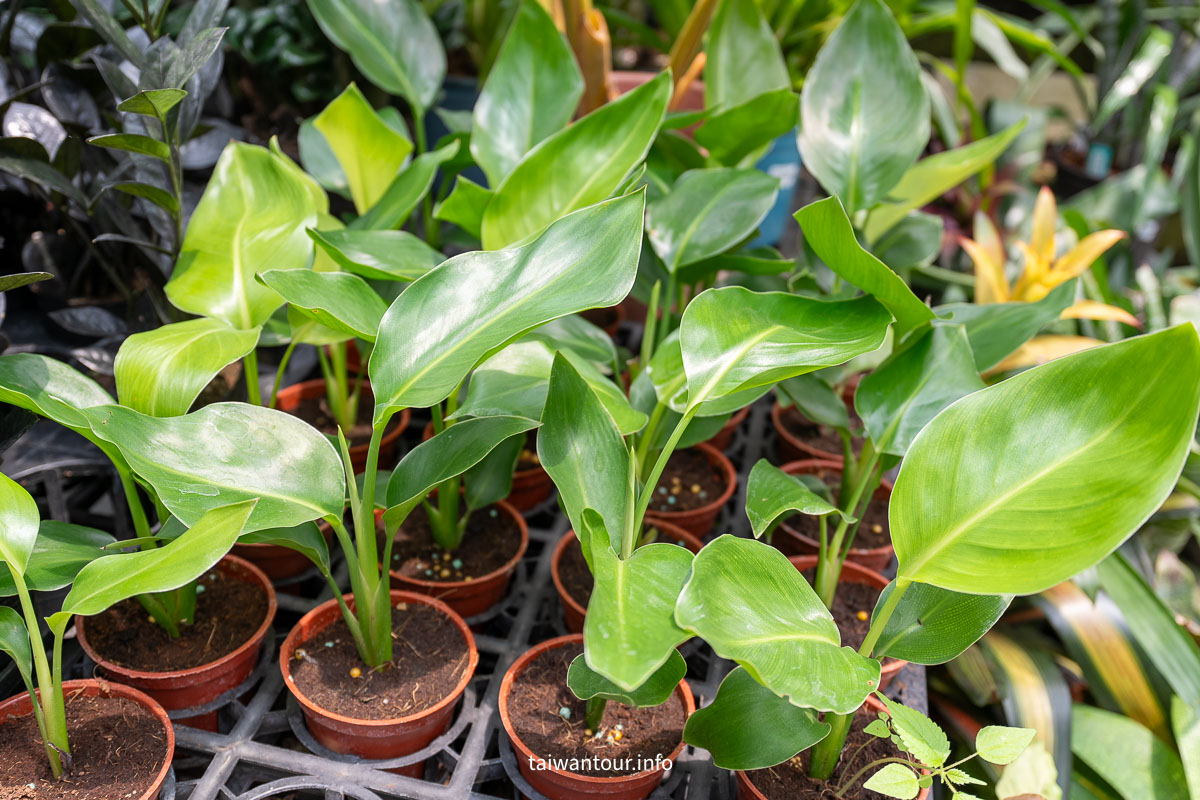 【台北花卉村】免門票賞花.DIY.下午茶..士林一日遊景點！