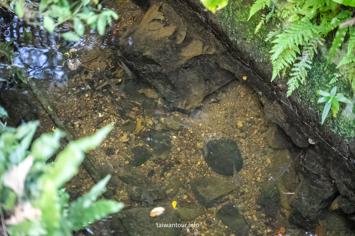 【富陽自然生態公園】台北森林系秘密基地完整指南