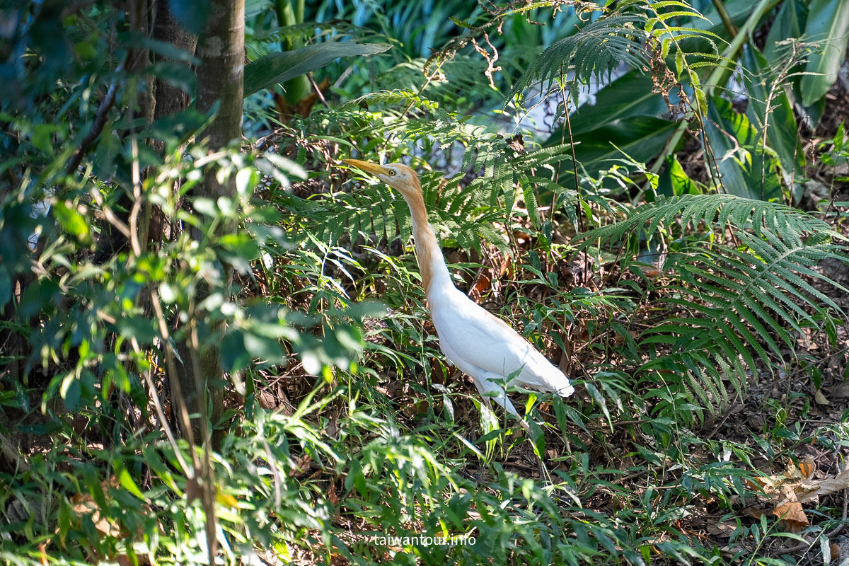 【富陽自然生態公園】台北森林系秘密基地完整指南