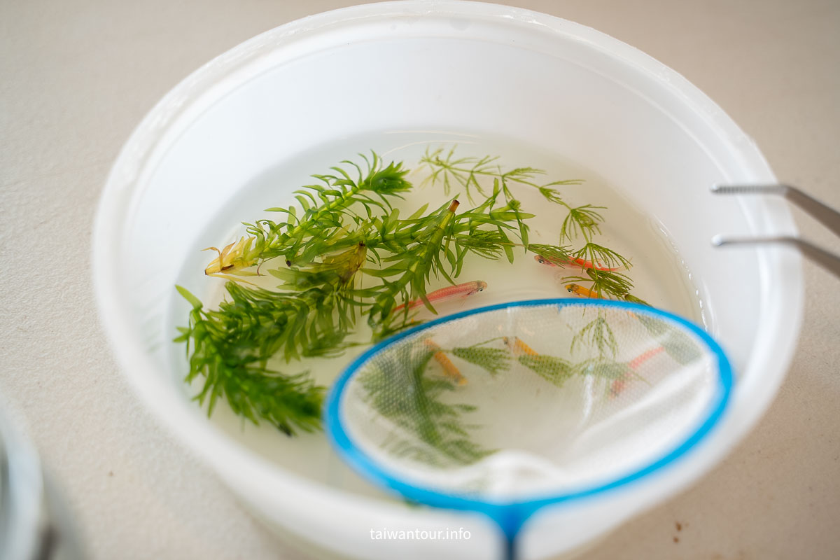 【2026宜蘭一日遊】一日行程推薦.茶園體驗、彩色飯糰DIY、甜點伴手禮 【2026宜蘭一日遊】一日行程推薦.茶園體驗、彩色飯糰DIY、甜點伴手禮